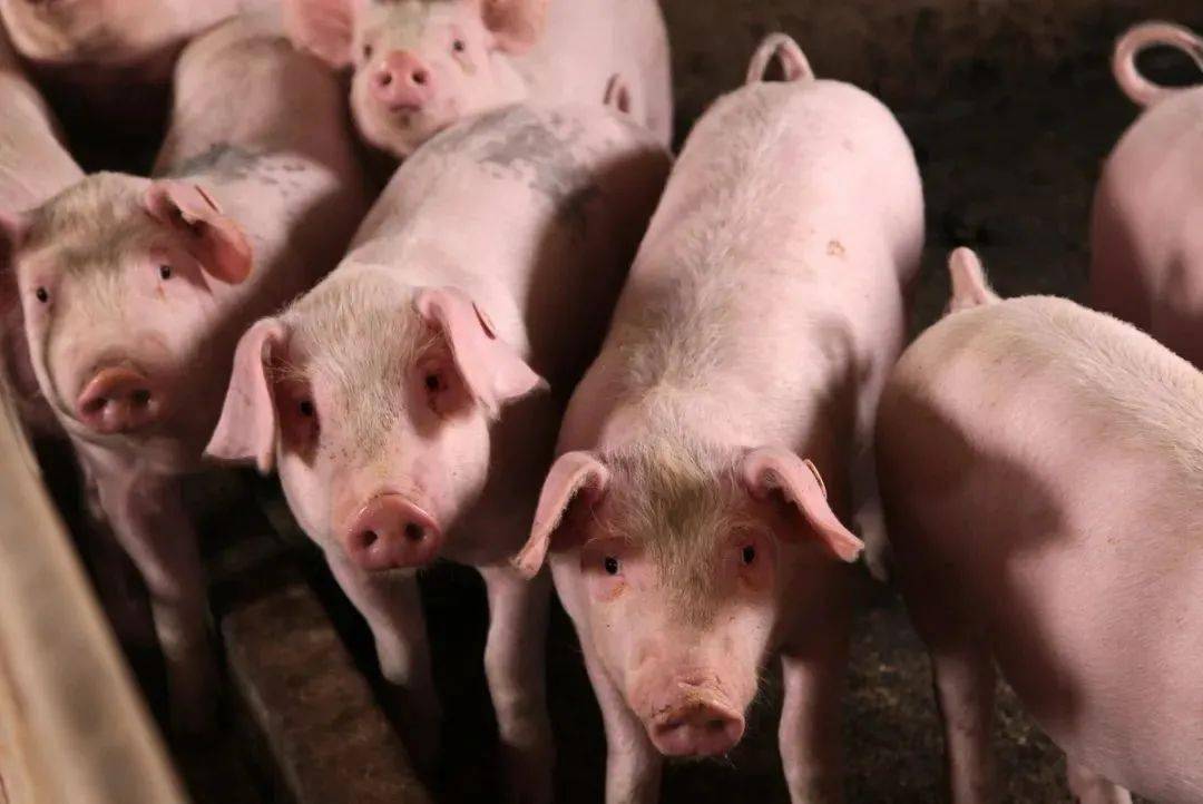 国家鼓励农民养猪,你有复养的打算吗?老猪农说出了自己的担忧_生猪