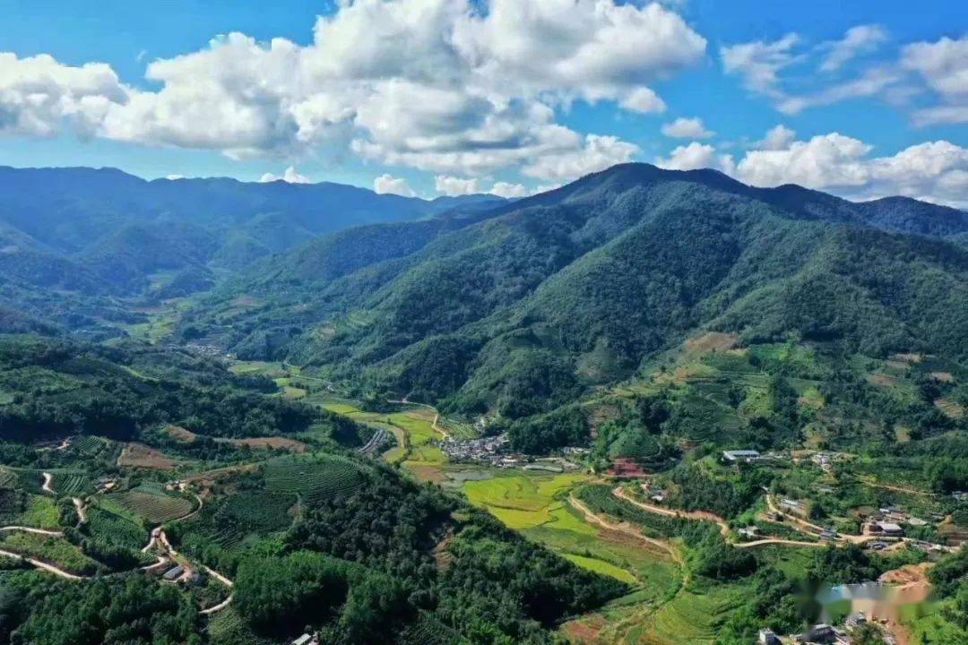 【关注】宁洱县黎明乡万亩咖啡迎来了采收期