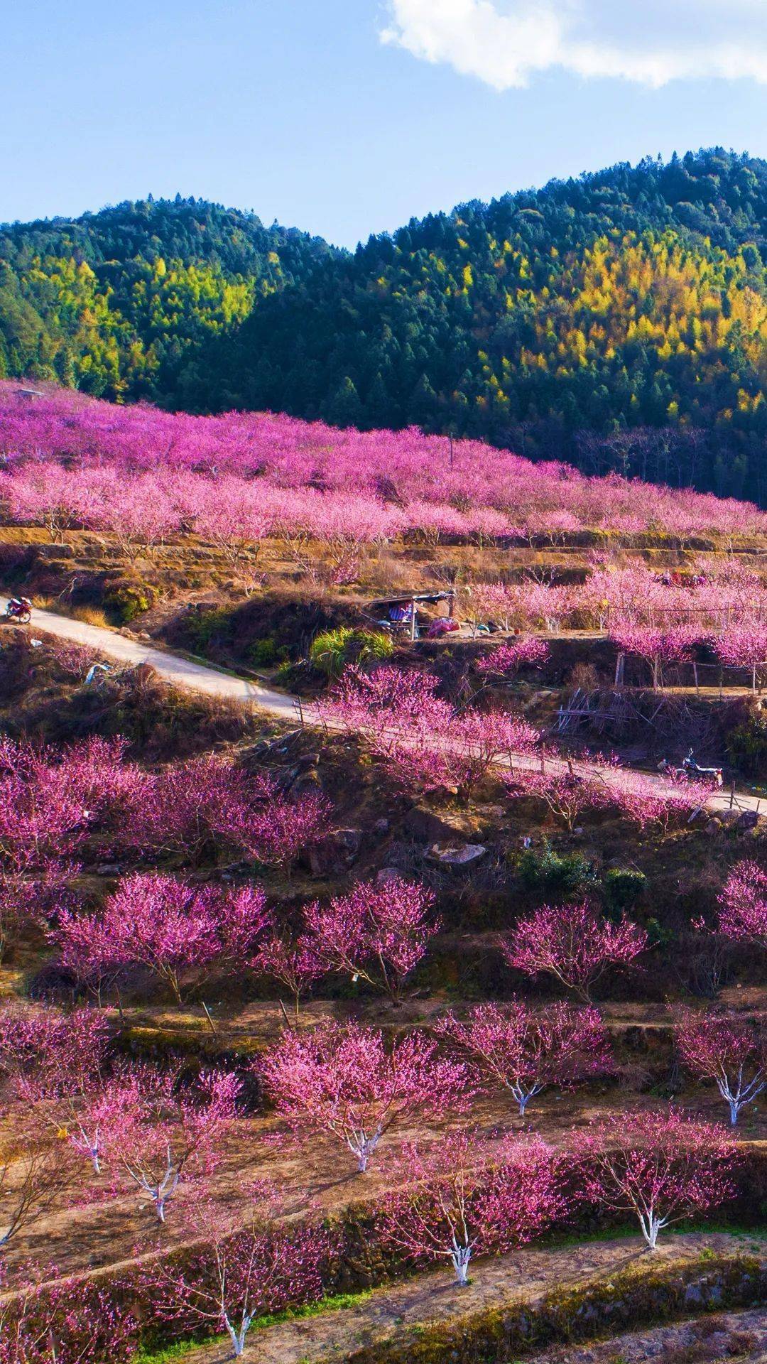 龙岩这条最美农村路一定要去一次!