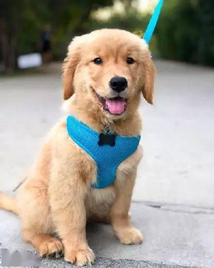 小时候的金毛.只有萌没有丑!