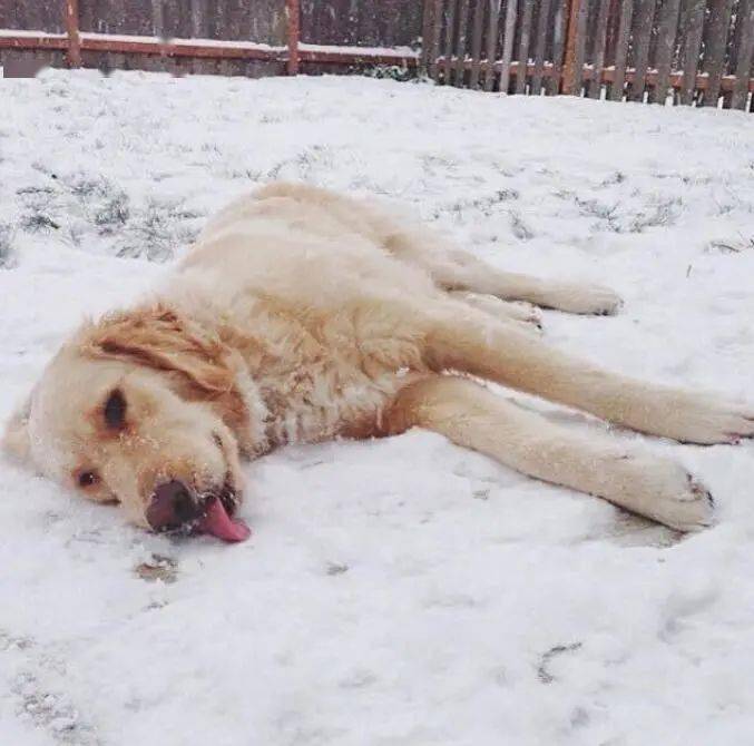 下雪天那些汪星人应该也是喜欢偶尔的大雪纷纷