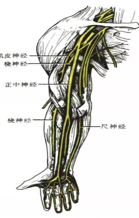腕部血管神经解剖图图片