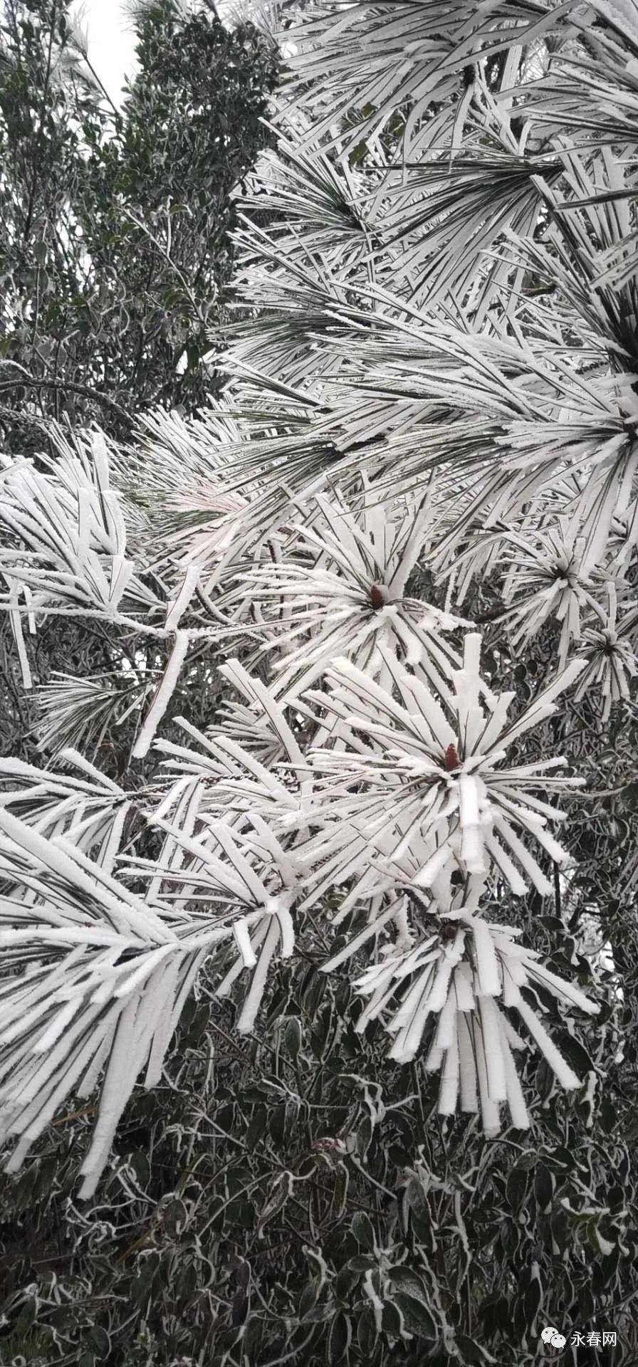 摄影丨永春网网友陈佐亮对于一直在等待下雪的朋友们来说这一场雪来