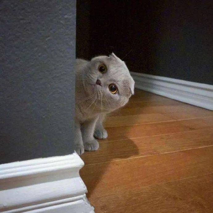 来自小灰猫的歪头杀萌化了