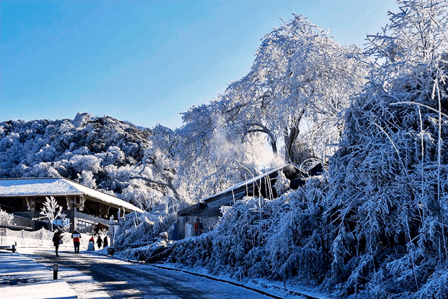 請你來賞雪,一大波免費門票正在路上~_金佛山