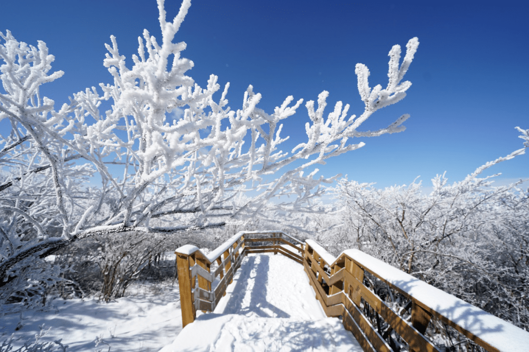 白竺青草湖雪景图片