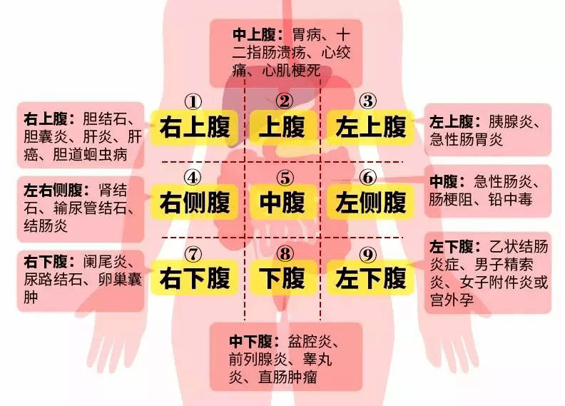 腹部标志线和分区图片