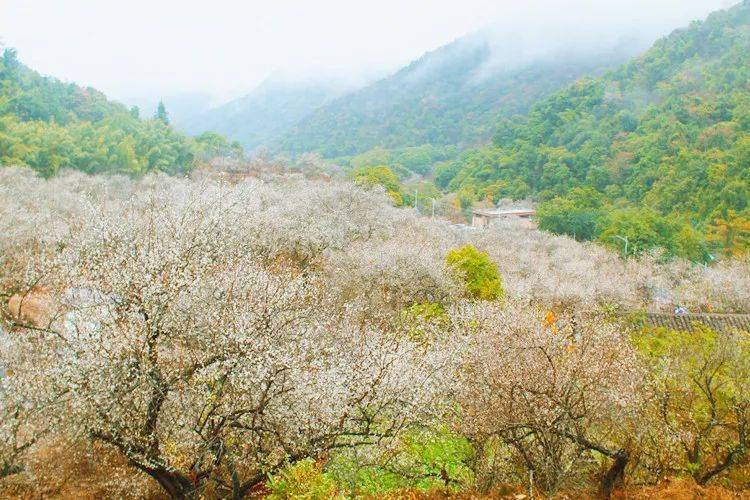明天出发国内最大梅园惠东梁化梅园千亩香雪盛开喝青梅酒品农家菜
