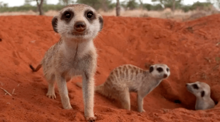 今晚观影蒙哥震撼的生命颂歌