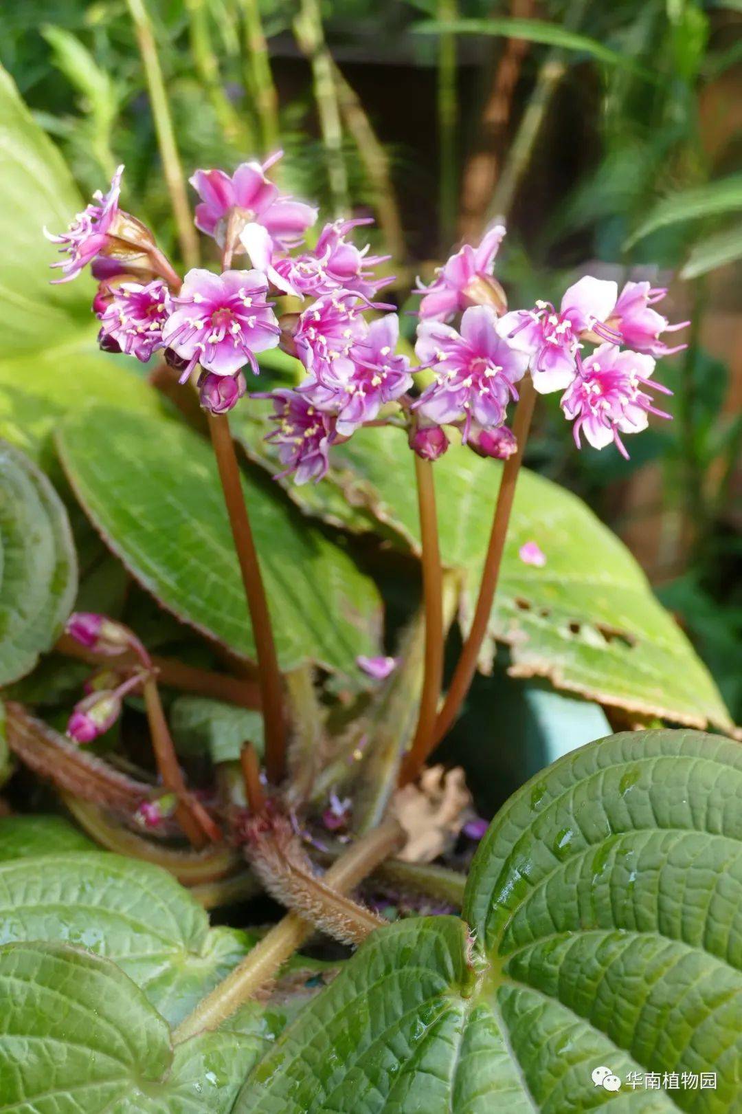 在看似低调中出尽风头虎颜花