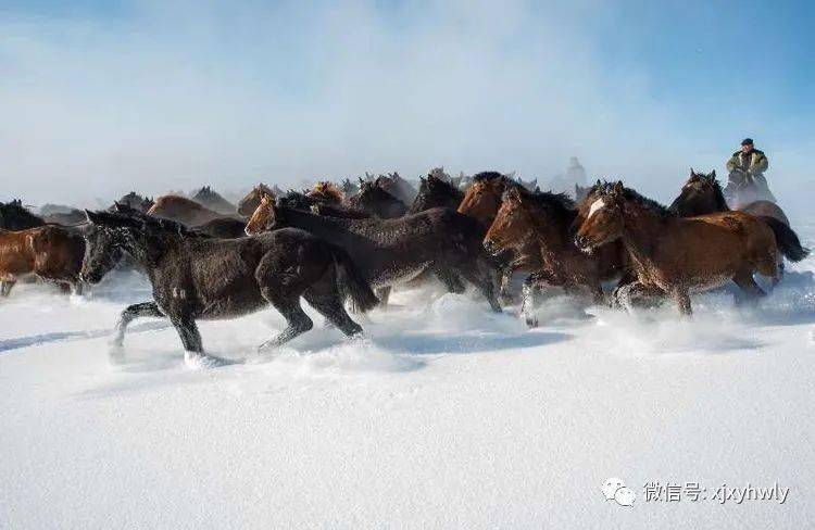 新疆昭苏神骏雪域万马奔腾