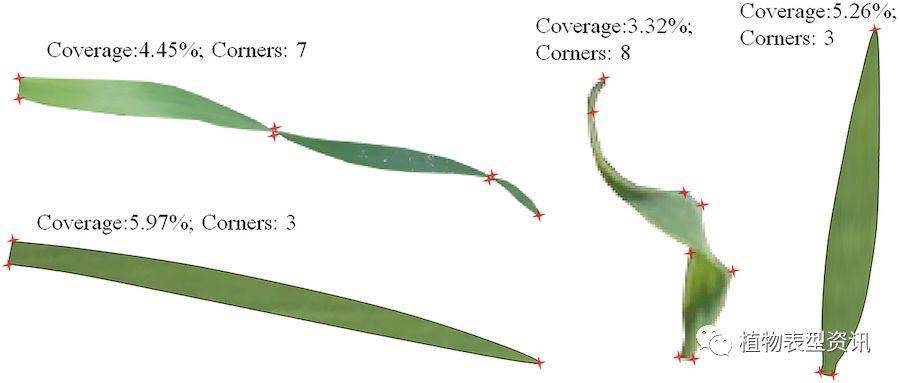 小麦13叶期苗数的计算方法