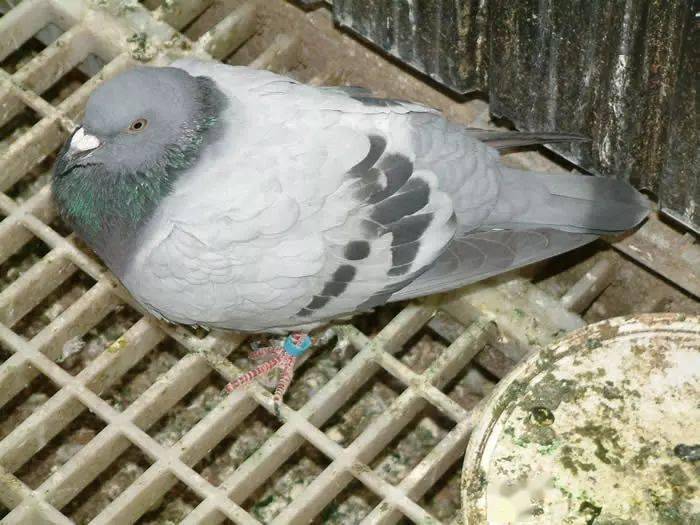 沙门氏做不好毁一年