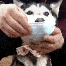 历史回顾|出门一定要戴口罩哦～_表情