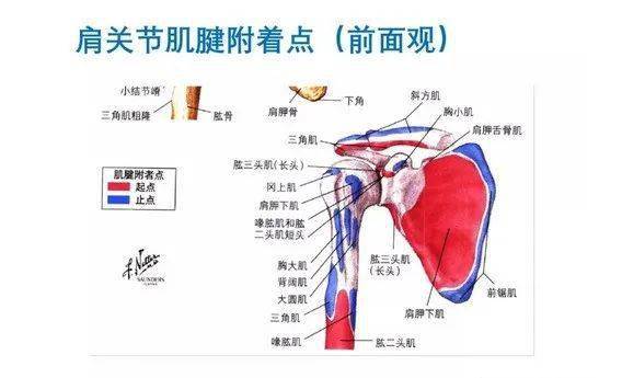 肩關節軟組織壓痛點的解剖與臨床