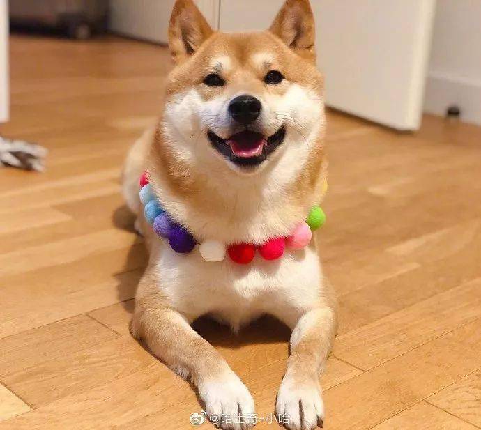 微笑着的柴犬就像个小天使好治愈啊