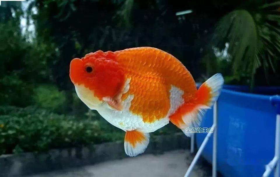 往事兰寿的起源