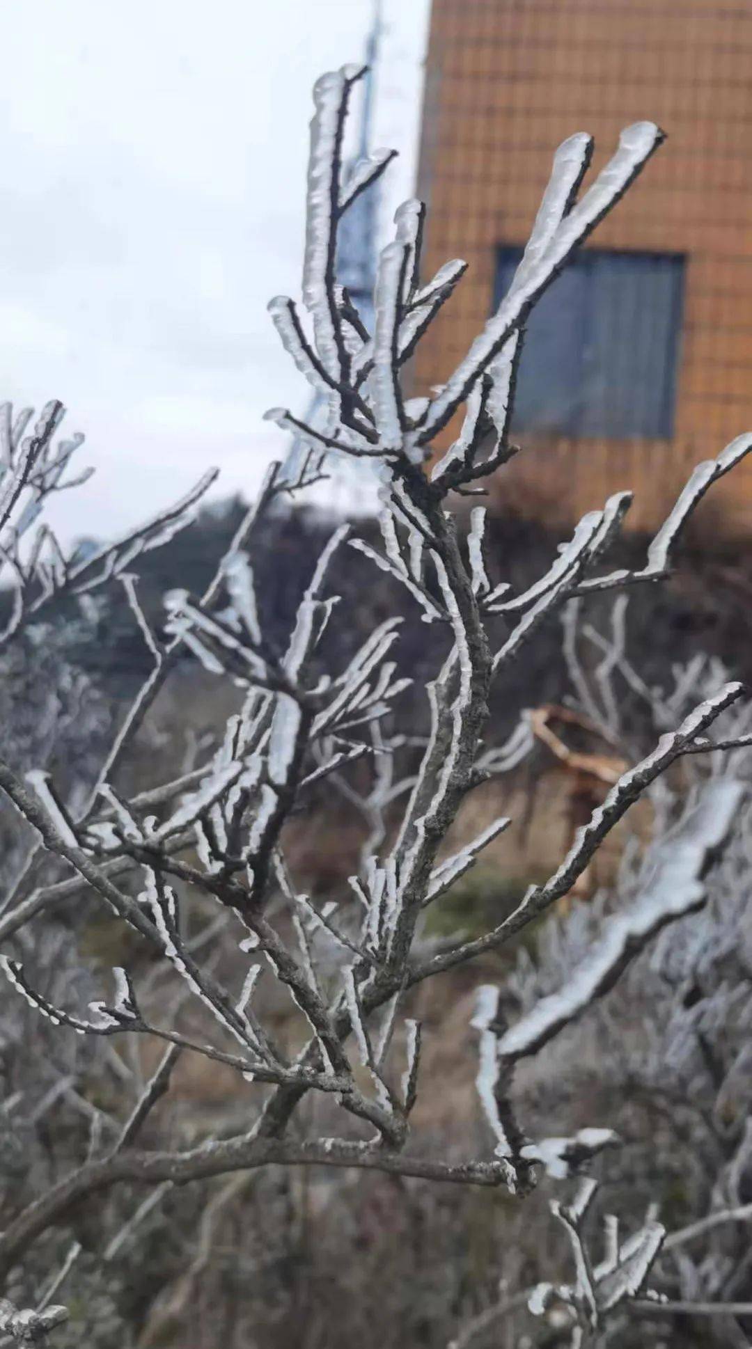 罗浮山下雪图片