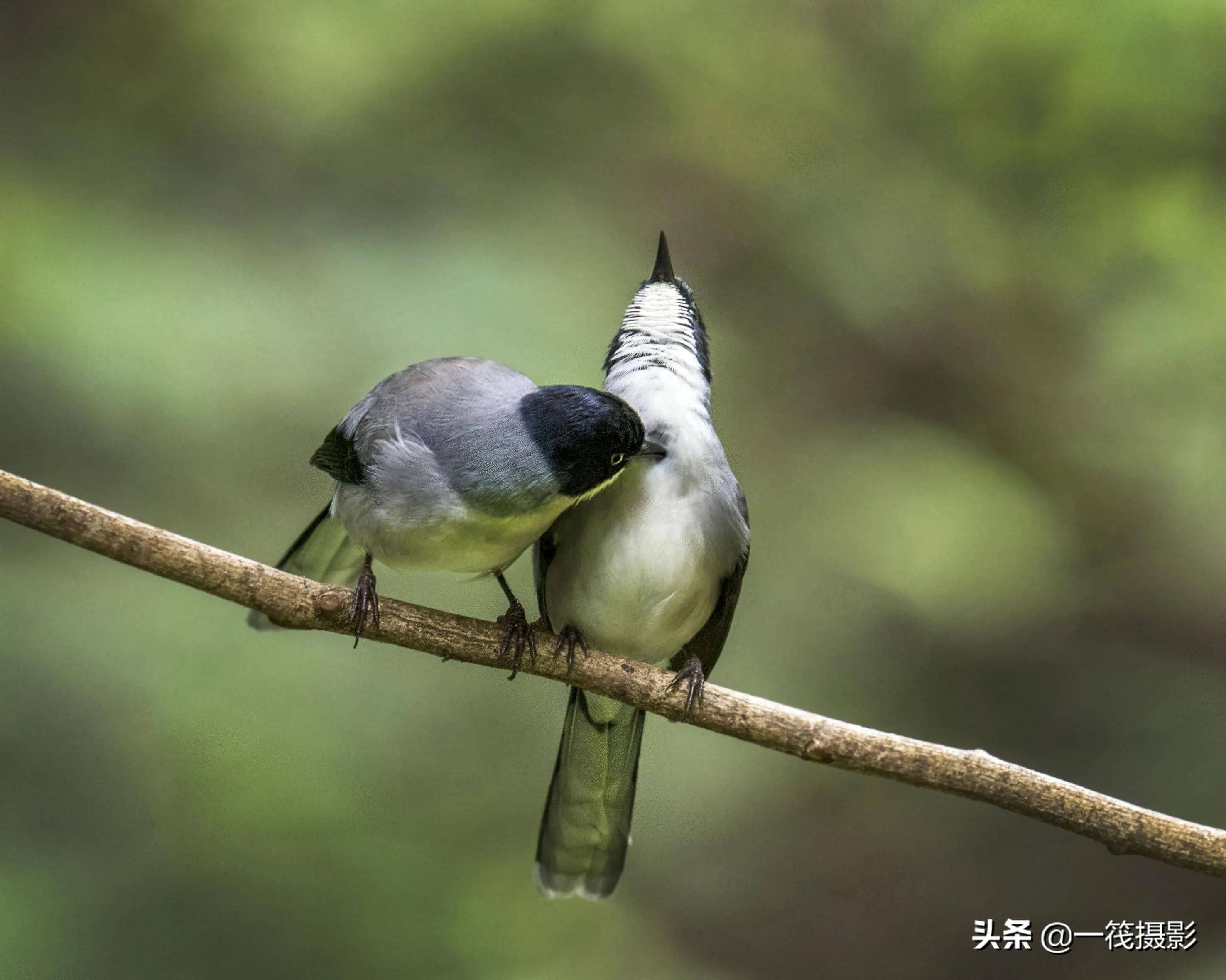 两只恩爱的黑头奇鹛