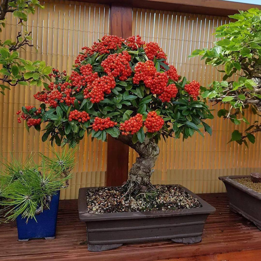 养护要点:火棘盆景养好的关键是阳光,一年的时间都要放在能接触全日照