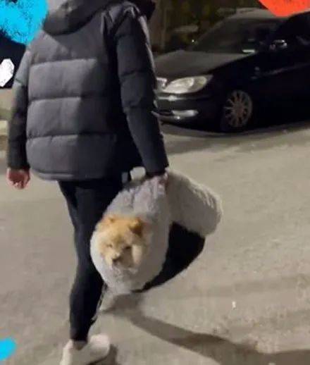 松狮赖在别人家不走,主人无奈直接打包拎回,松狮:我不要面子啊!