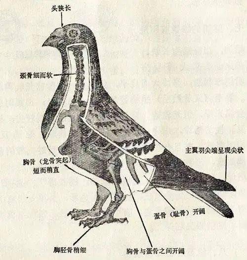 三个关键时期决定了幼鸽骨架好坏