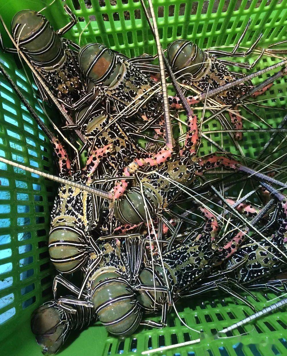 石头龙市场普遍称之石龙,产地印尼的一种龙虾.