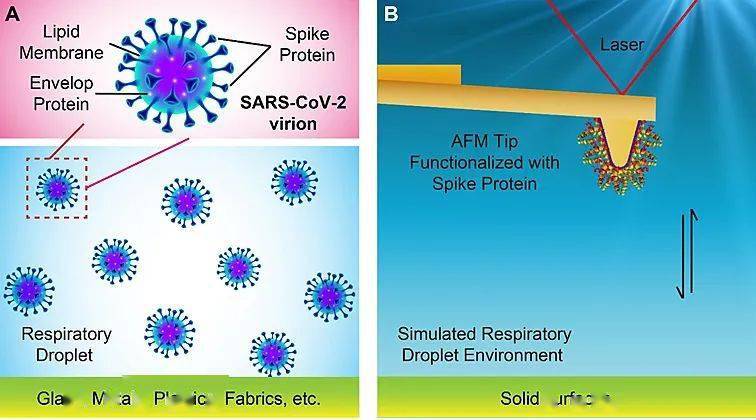 【材料】acs ami┃原子力显微镜解密新冠病毒刺突蛋白与固体表面相互