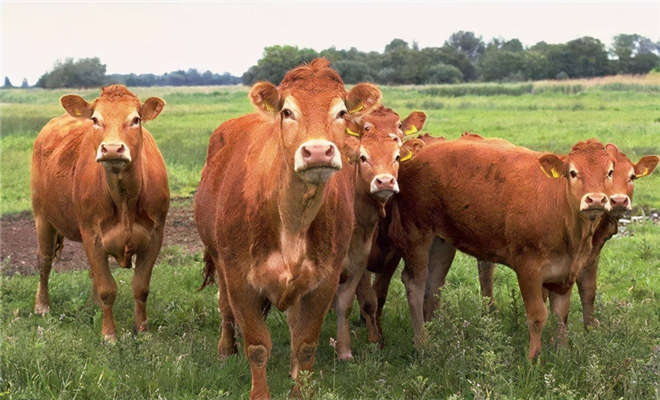 黄牛不孕症及其防治措施