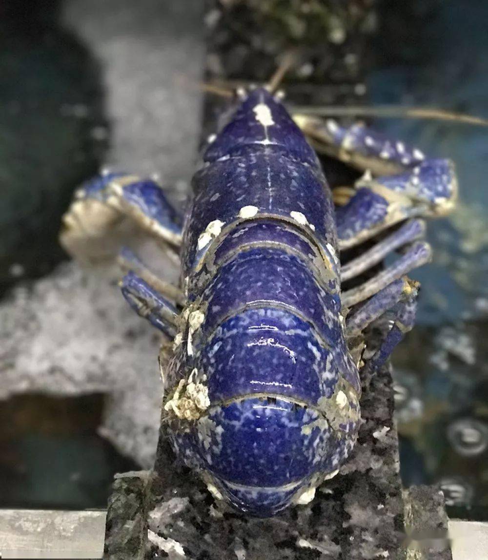 蓝龙虾原产于法国布列塔尼,布列塔尼是法国的一个大区,位于法国西北部