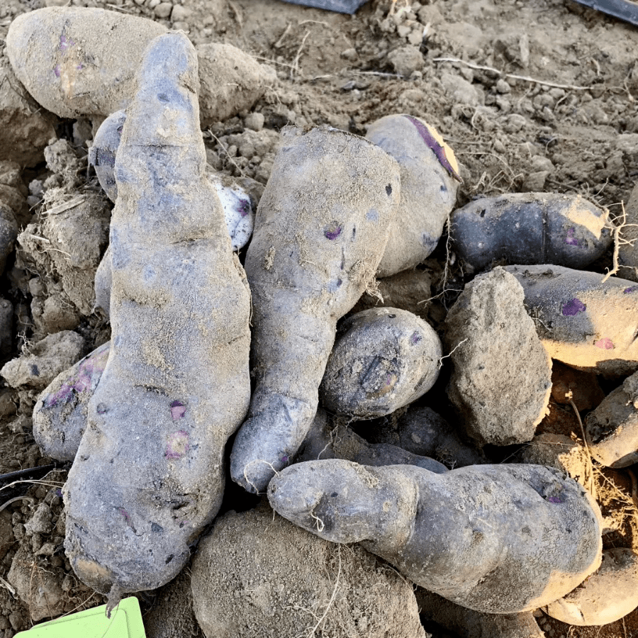 薯类女王扎根土地35年让土豆变金豆