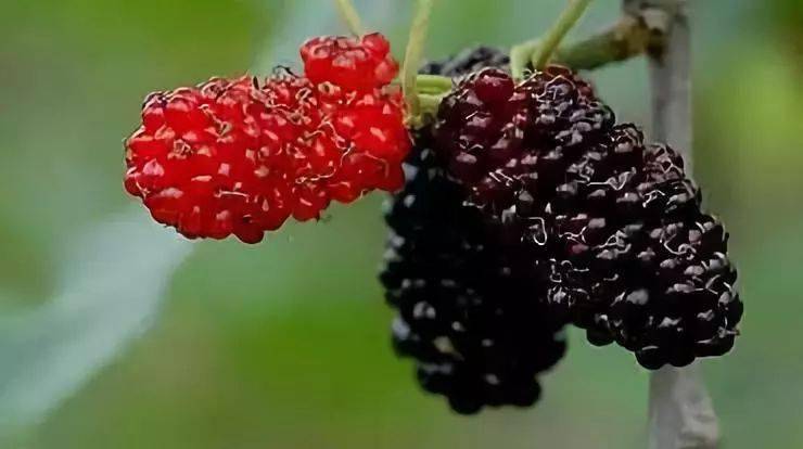 还可蜜食到随手可及的多彩椹果……在尽享天然氧吧深度惬意的同时人