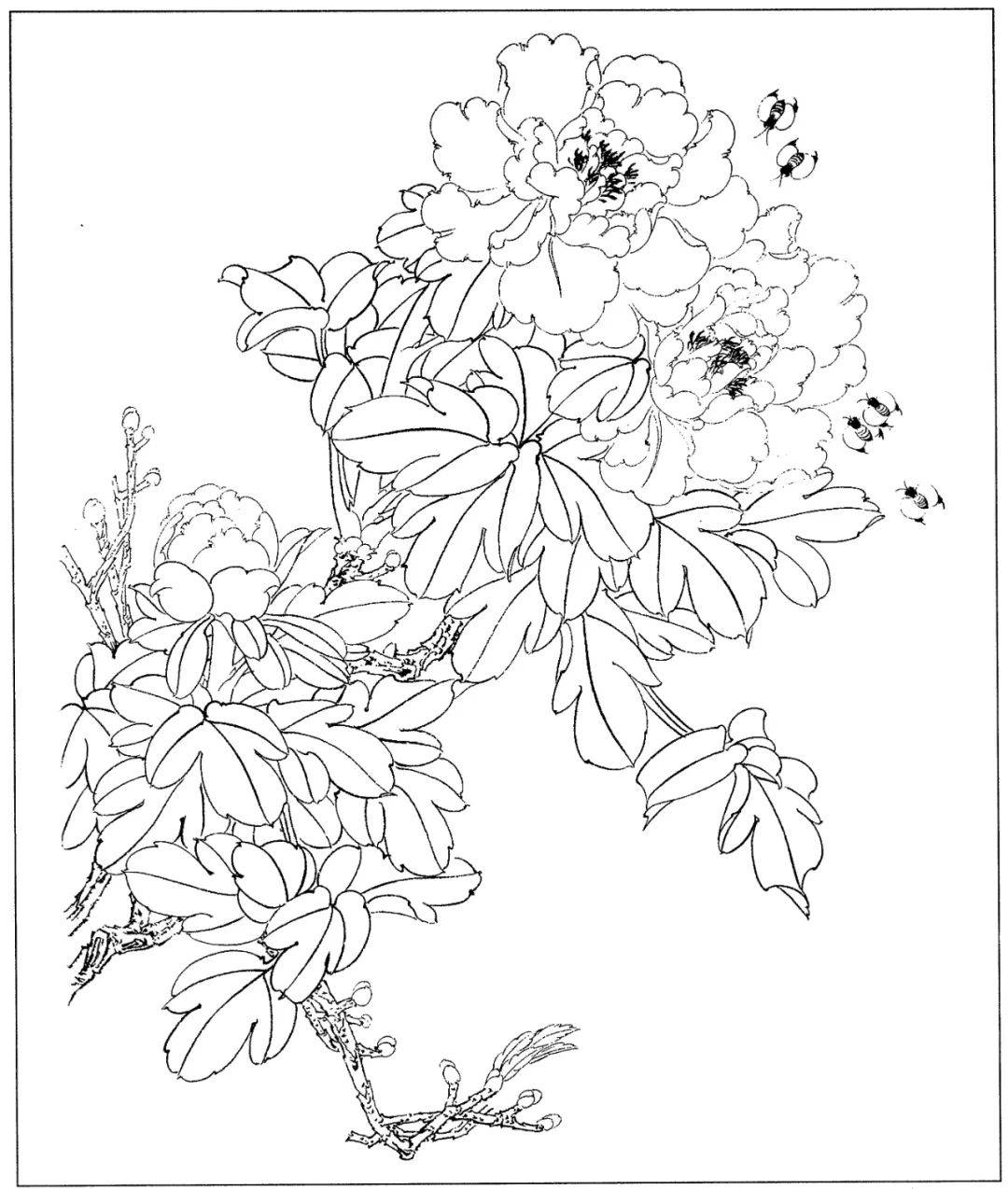 花卉白描线稿分享给你简单易学收藏起来临摹