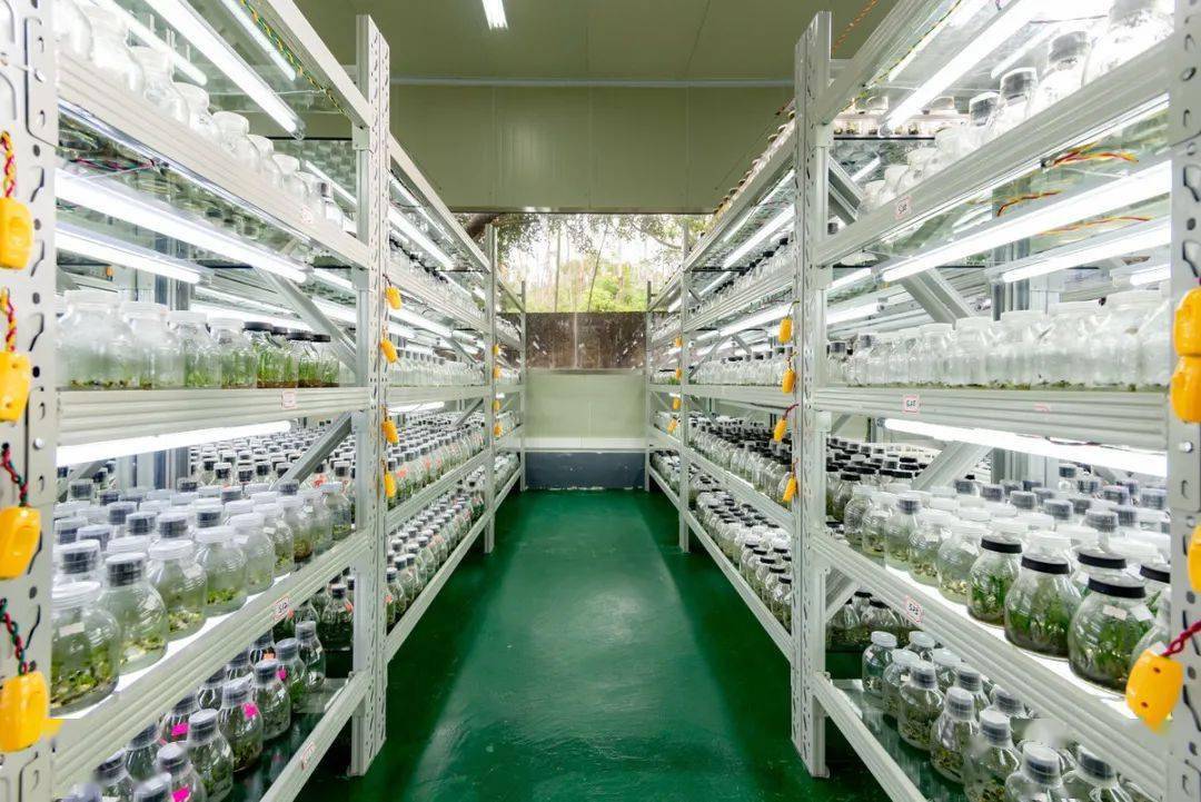 兰花组培苗难成活做好3选1防