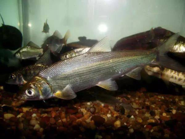 嘴巴小,冲劲大,尾巴呈淡黄色,土名叫"黄尾鱼"