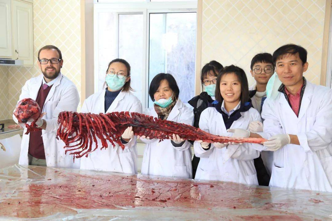 ivy海豚解剖暨校园开放日 | 在国际课堂中探索海洋生物科学!