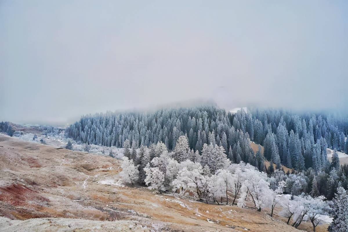 巩乃斯冬天的样子