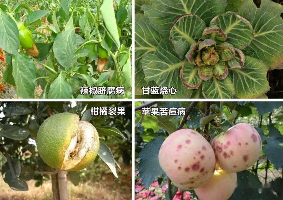 症狀,繼而乾枯變褐;果實容易裂果,果皮薄,不耐儲存,蘋果易出現黑點病