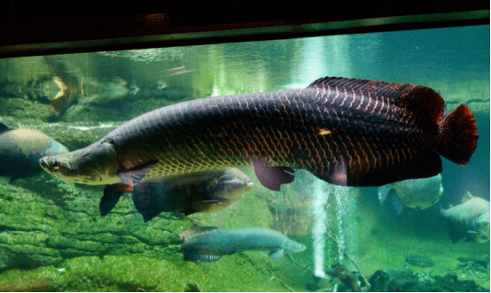 亚马逊河流里的柔情硬汉巨骨舌鱼