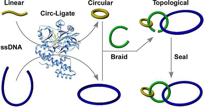 【分析】基于circligase高效制备dna单环和拓扑结构的新技术