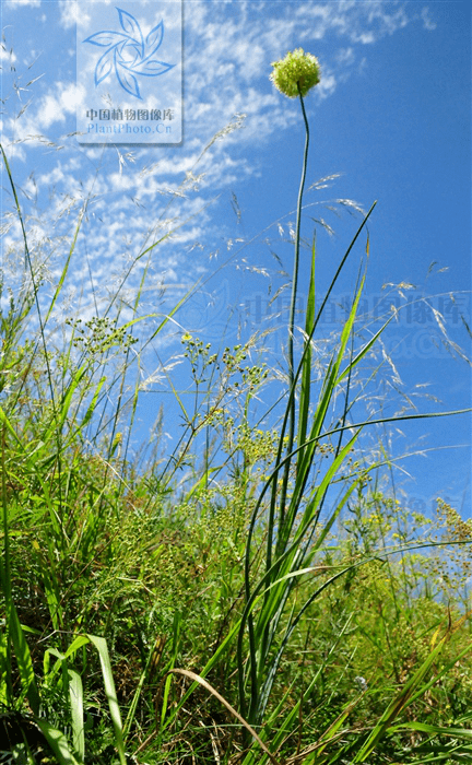 每日赏草黄花葱