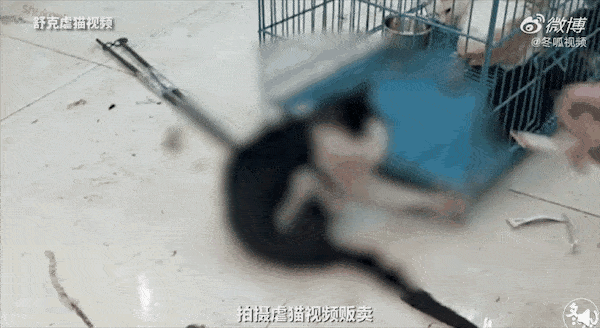 重庆小动物保护协会:向全社会征集变态虐猫人舒克的虐猫及贩卖证据!
