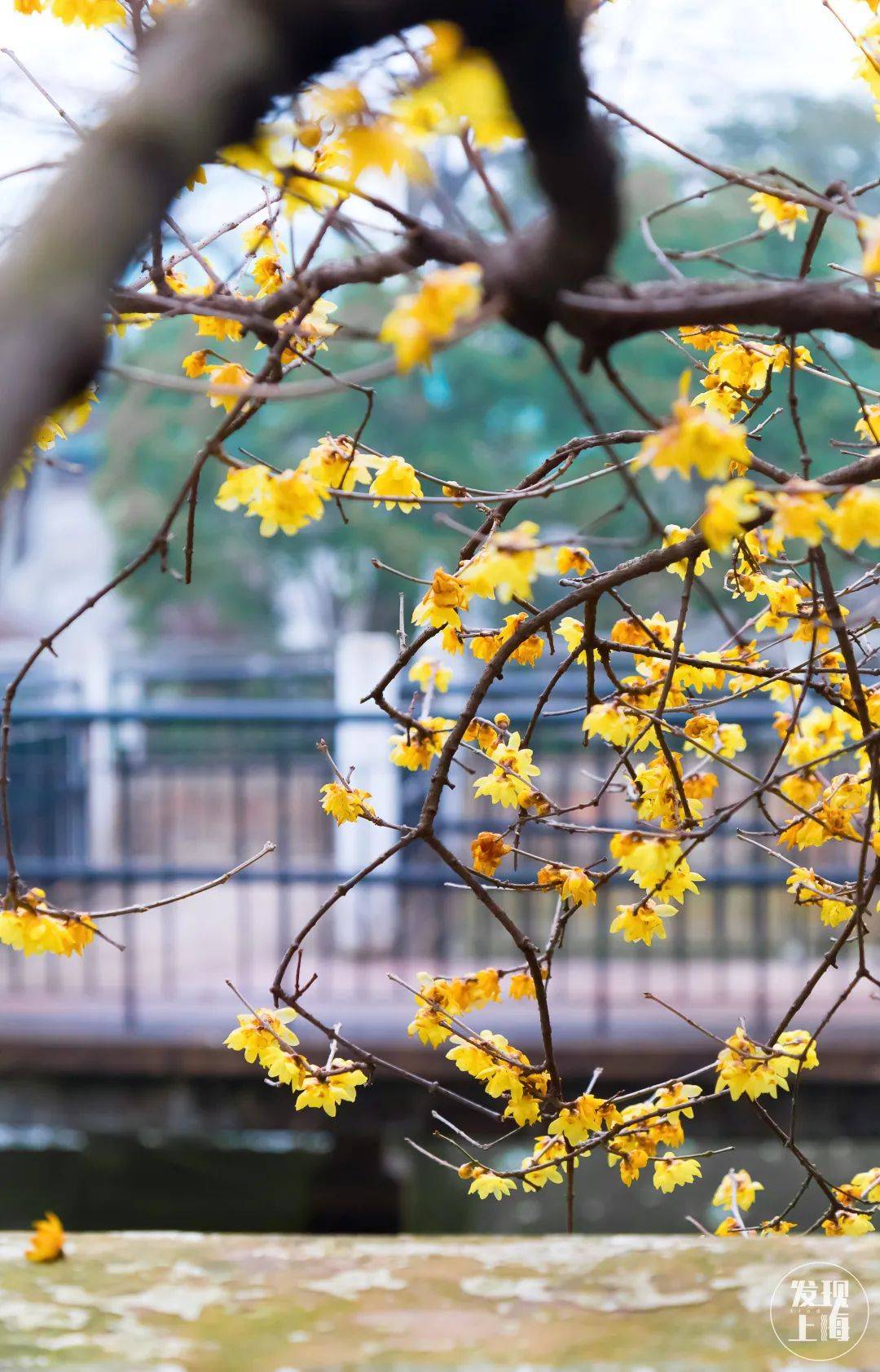 上海看腊梅最美的公园图片