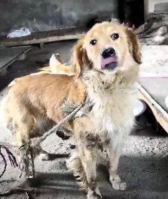 遭暴打后的金毛痛的满地翻滚,被救后"过激"的反应让人泪目