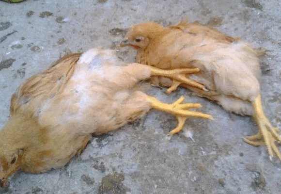 问答课堂鸡安卡拉病的病原是什么用什么药好