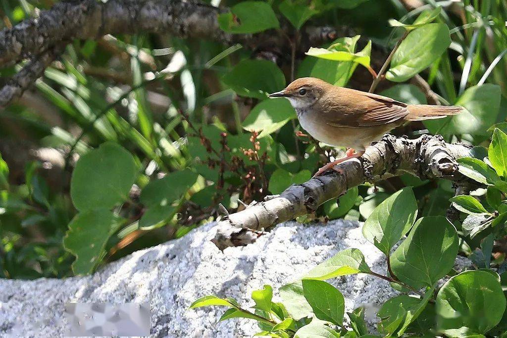 一年新增13种泰山野生鸟类增至346种