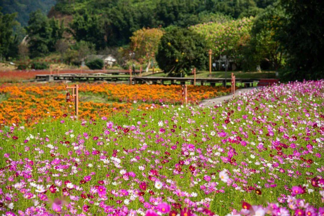 河源萬綠谷大門票葉屋坪花海優惠票