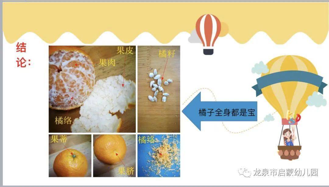橘子的小秘密橘子生长在哪儿呢?