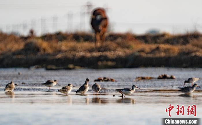 江西新余生态环境持续改善 大批候鸟前来越冬