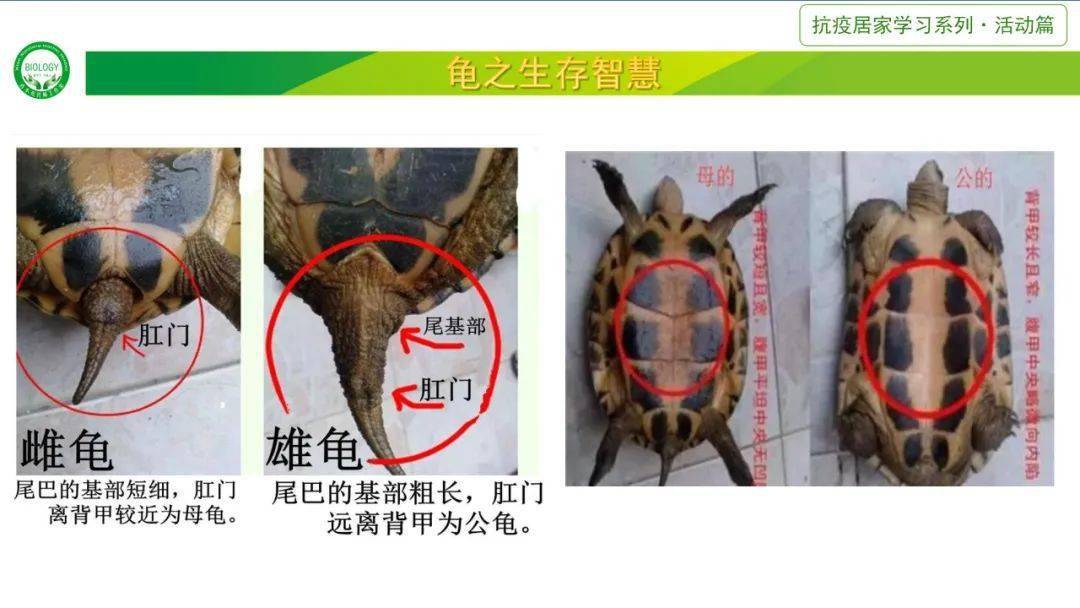 乌龟身体结构图示图片
